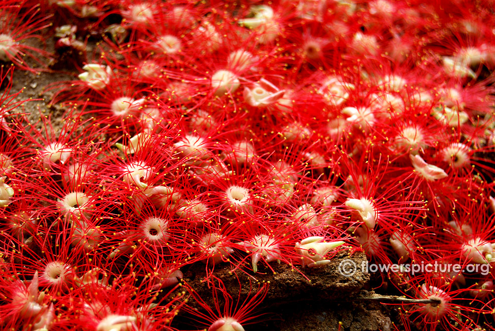 Barringtonia flowers