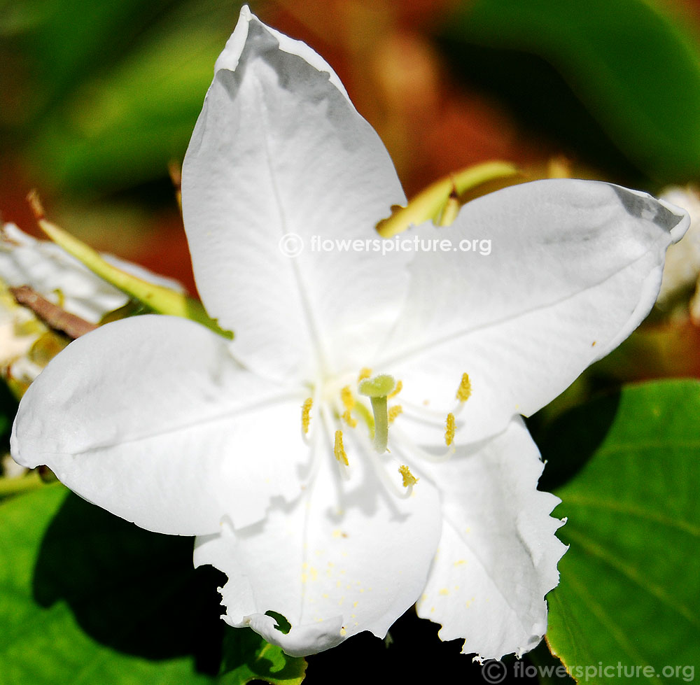 Bauhinia acuminata stamens & stigma