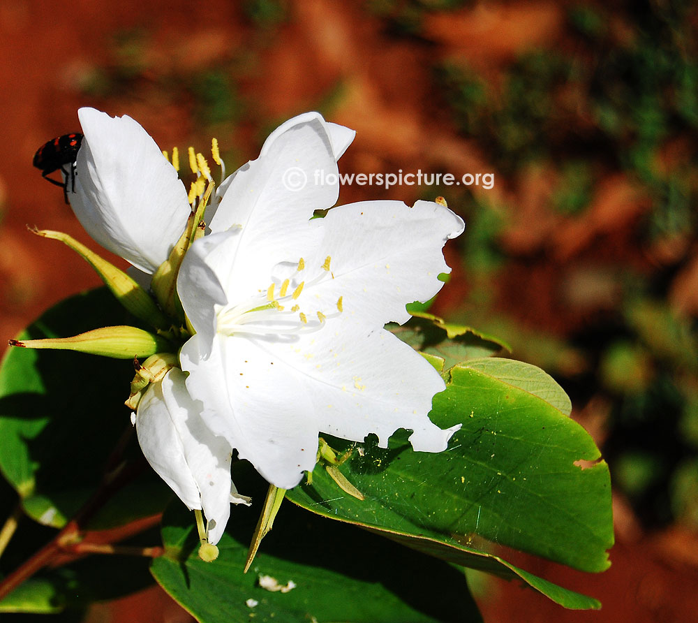 Bauhinia acuminata 