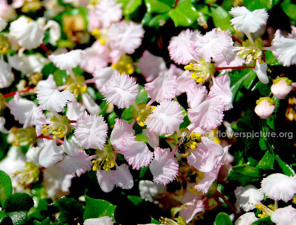 Bauhinia glauca