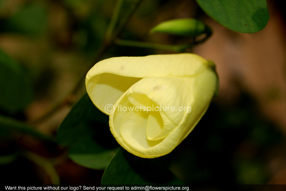 bauhinia tomentosa flower bud