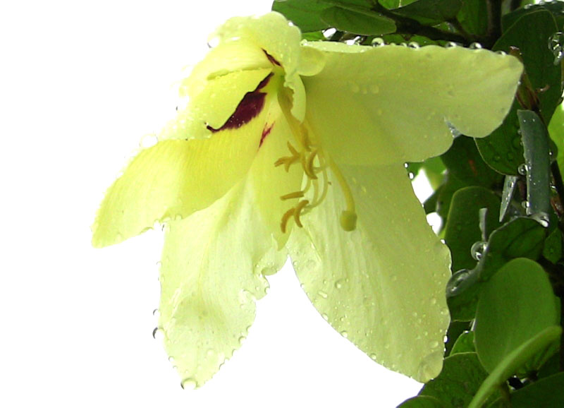 Bauhinia tomentosa