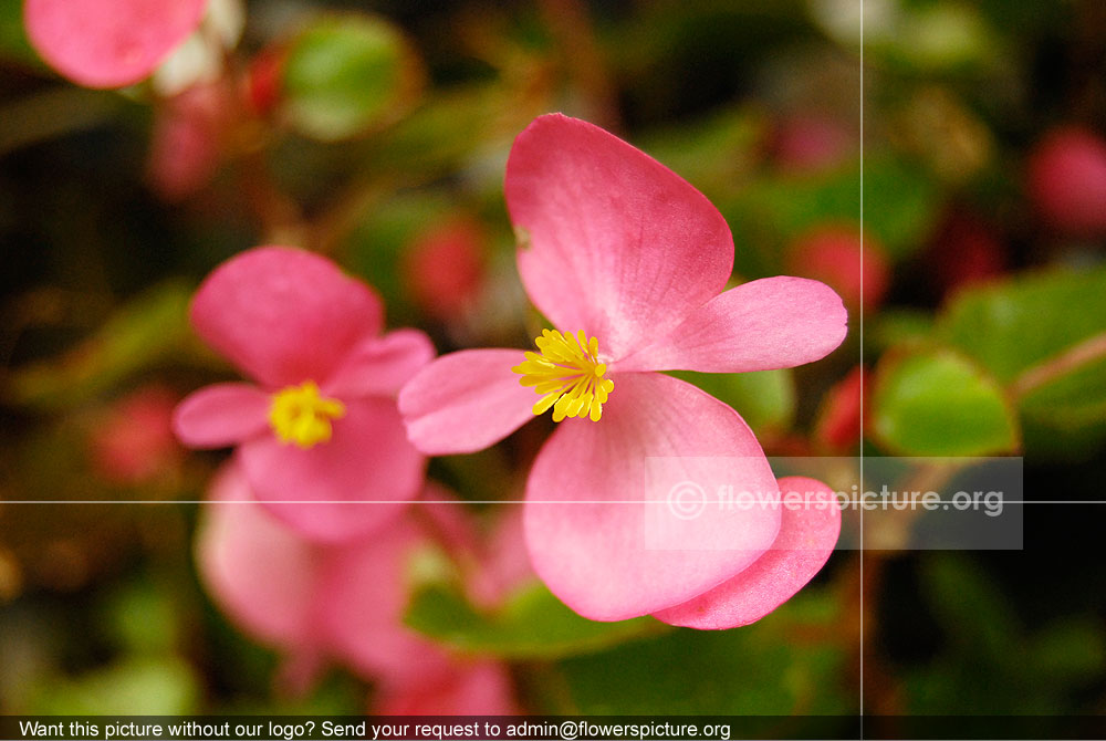 Begonia Pink