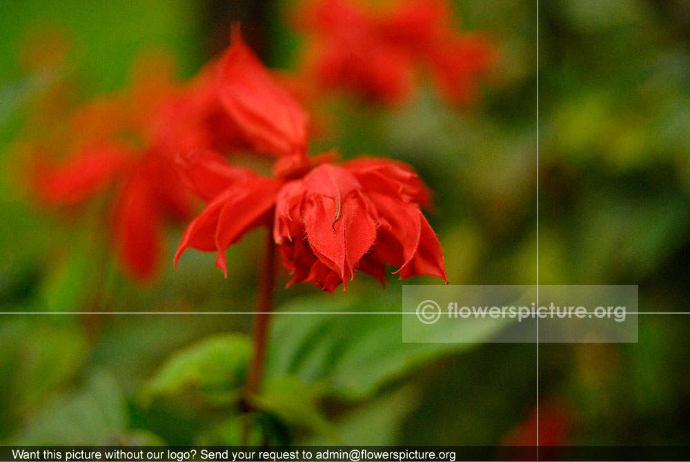 Begonia Red Cascade