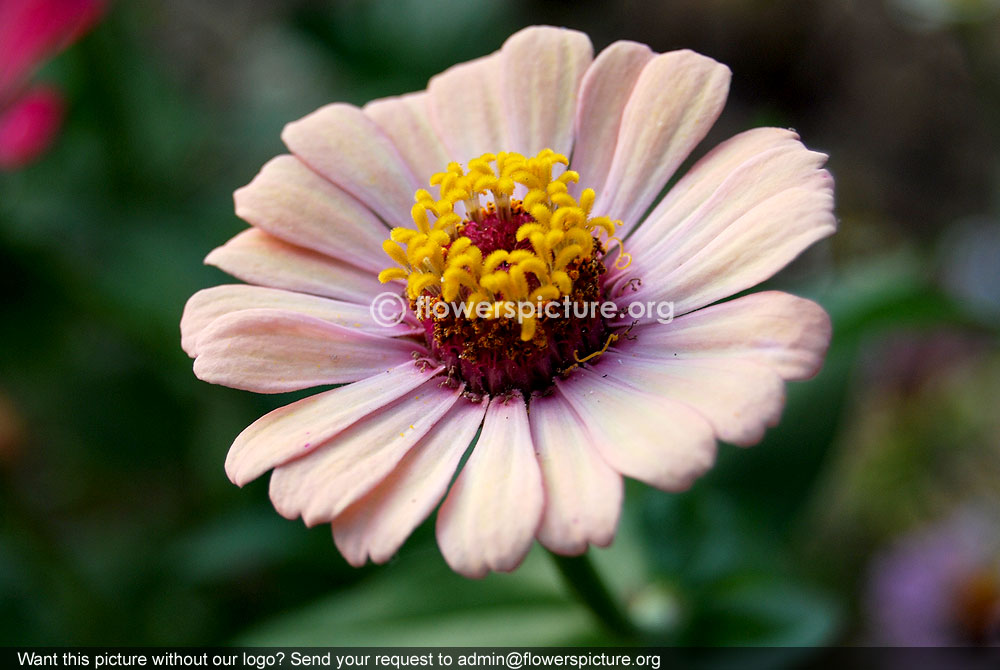 Beige zinnia