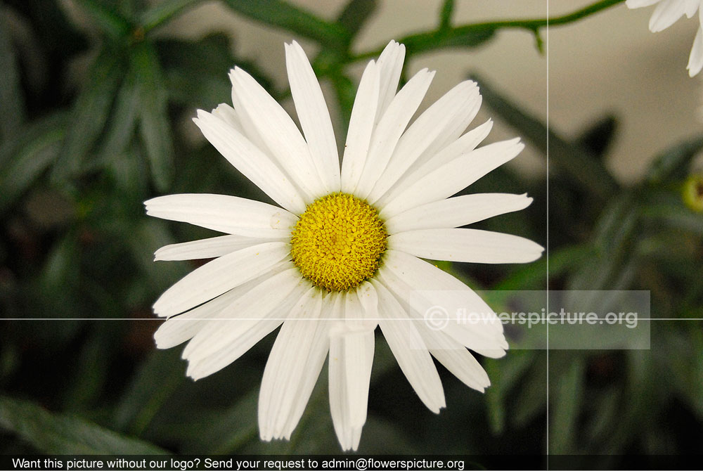 Bellis Perennis