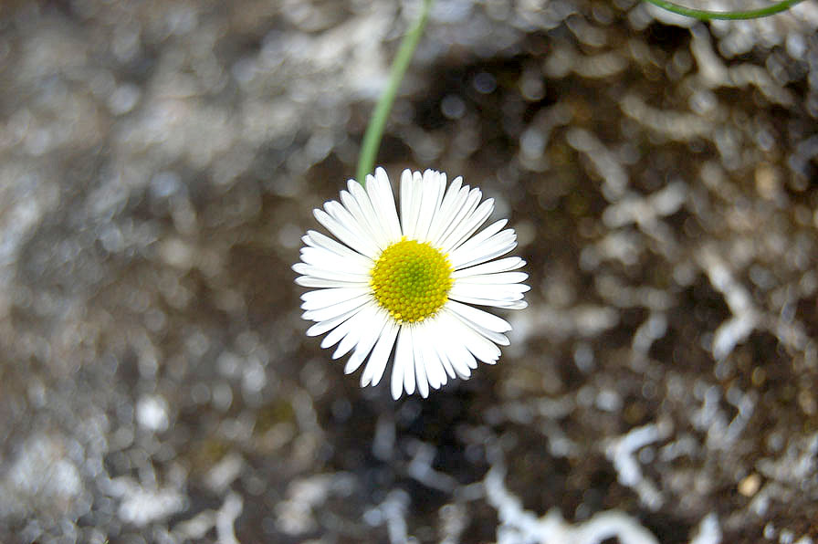 bellis perennis white