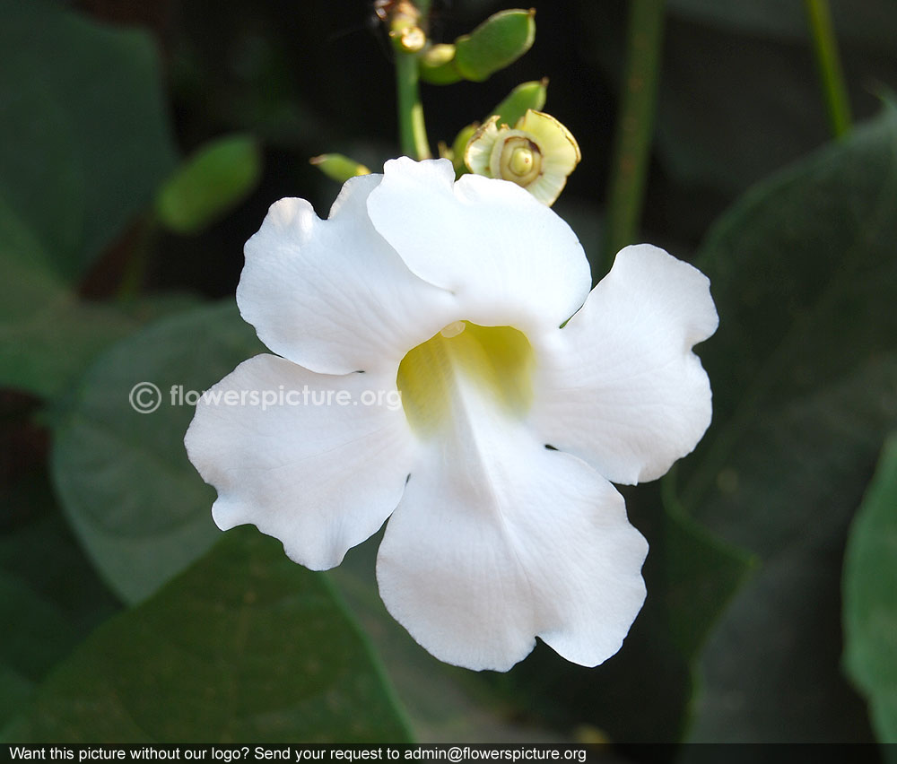 Bengal clock vine