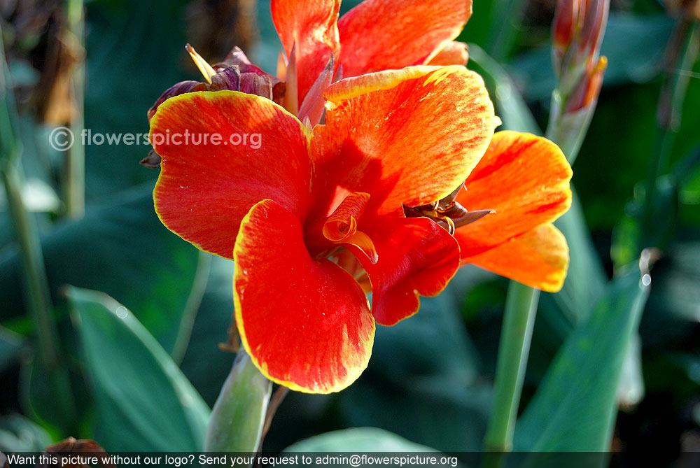 Bicolor canna