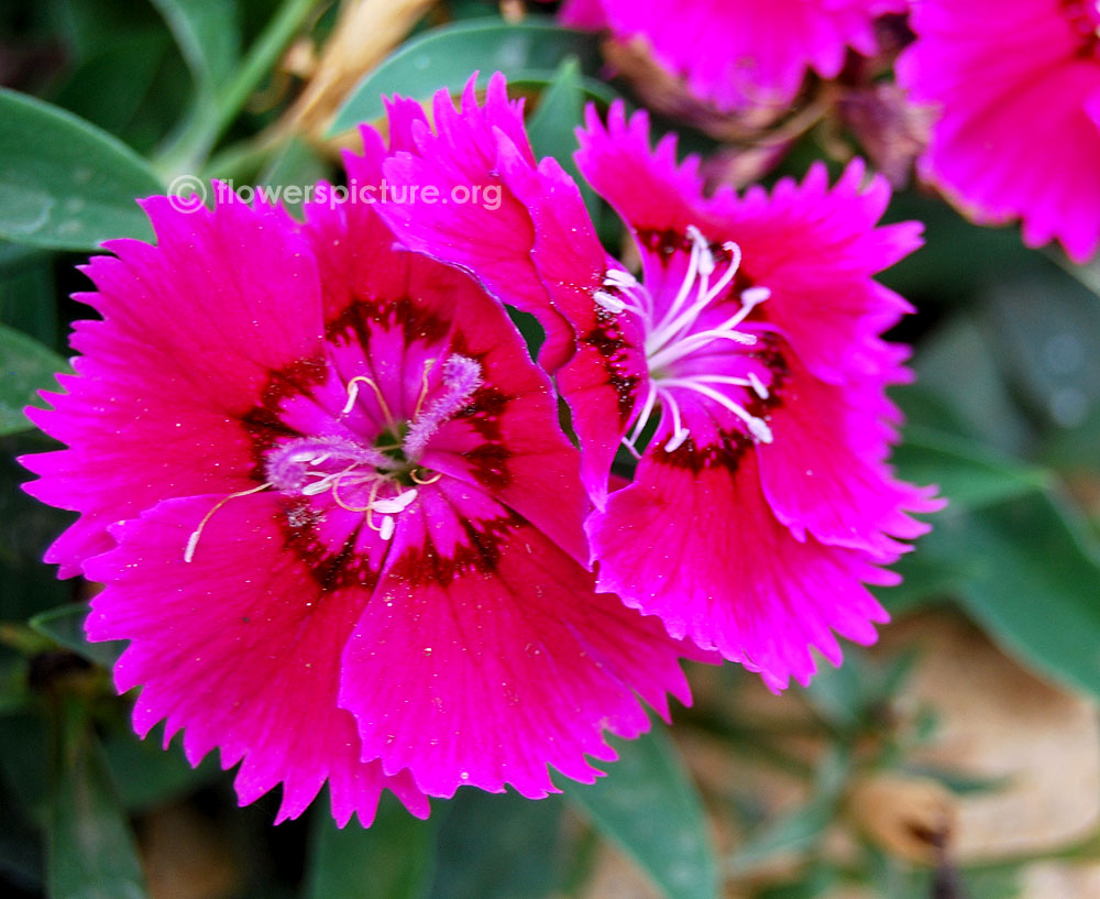 Bicolor dianthus