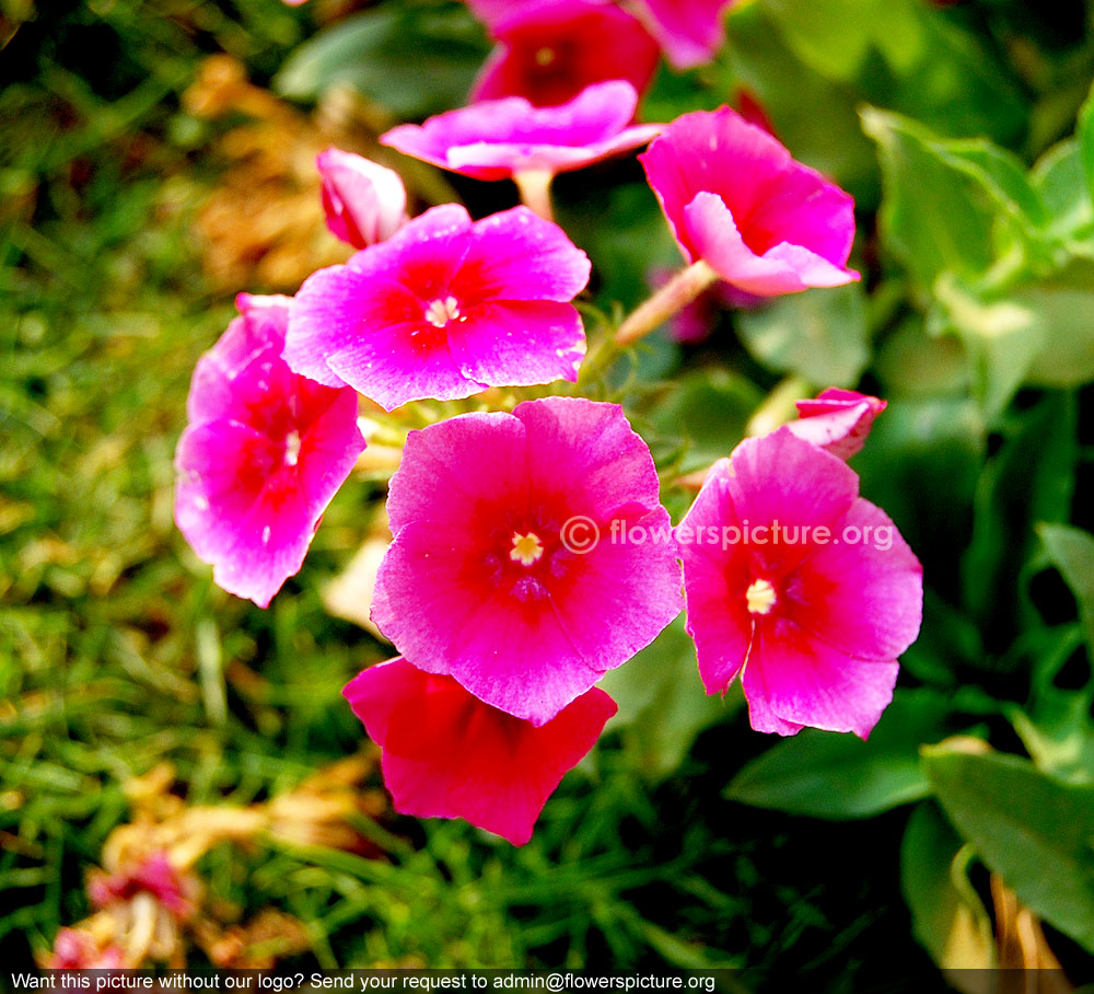 Bicolor garden phlox