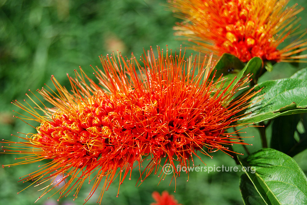 Bicolor monkey brush vine