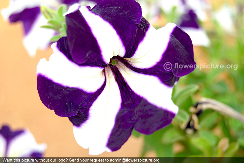 Bicolor petunia