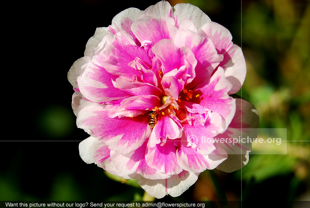 Bicolor portulaca grandiflora