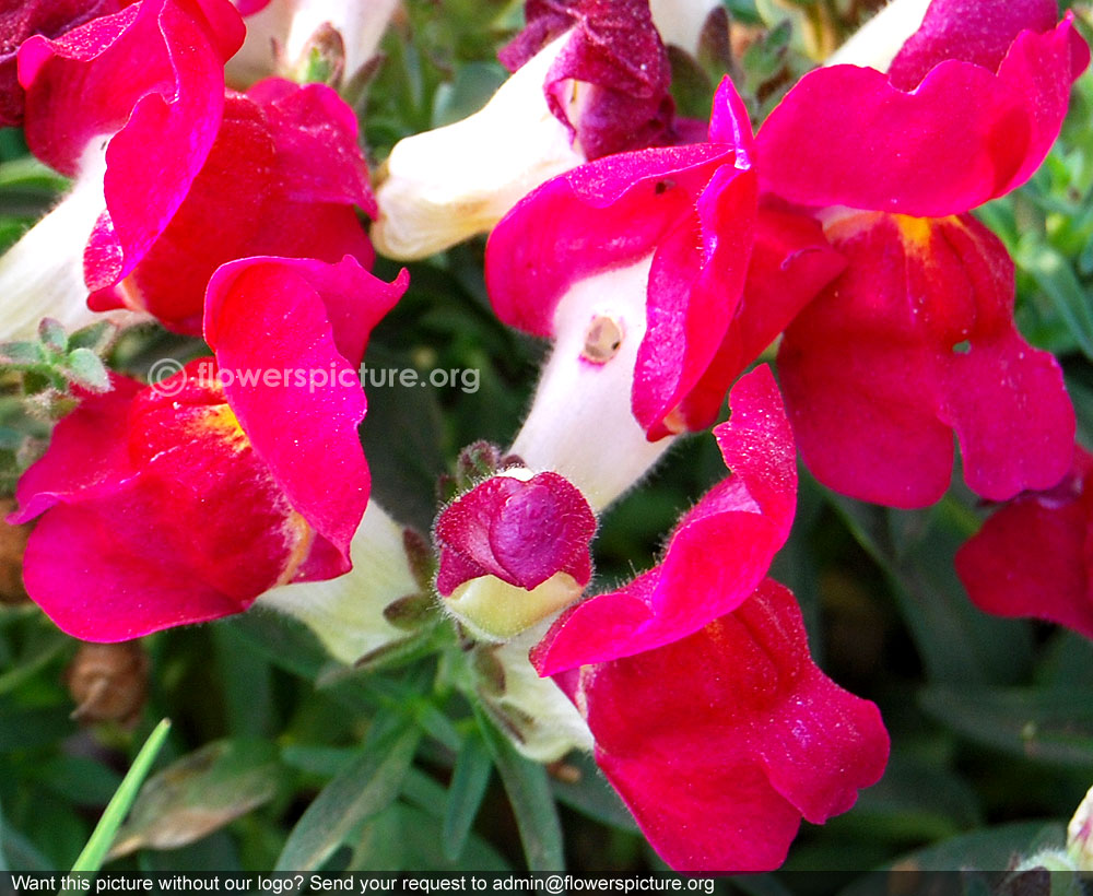 Bicolor snapdragon