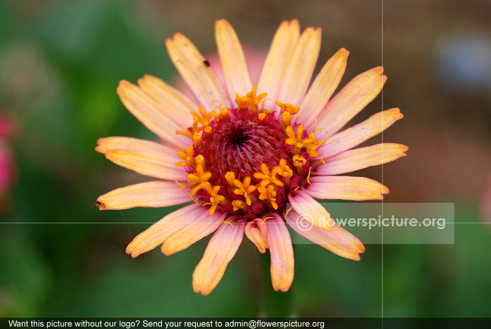 Bicolor zinnia pauciflora