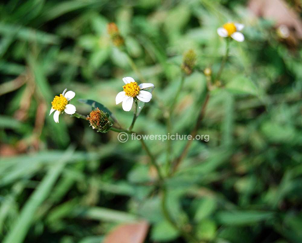 Bidens pilosa