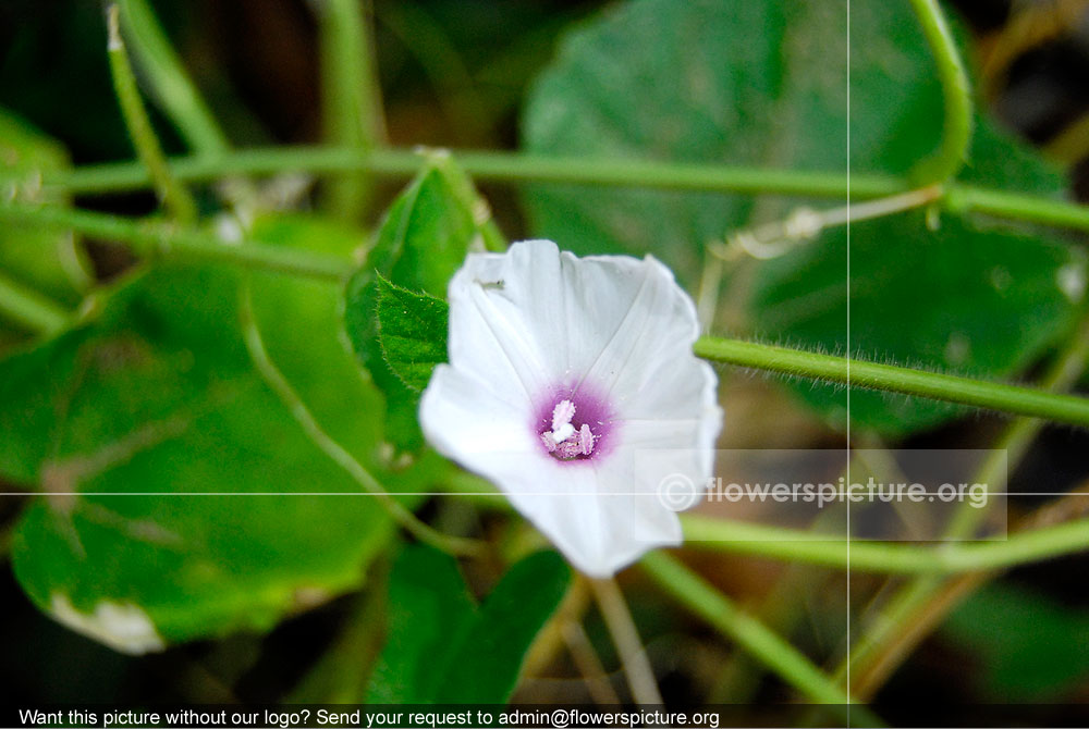 Bindweed