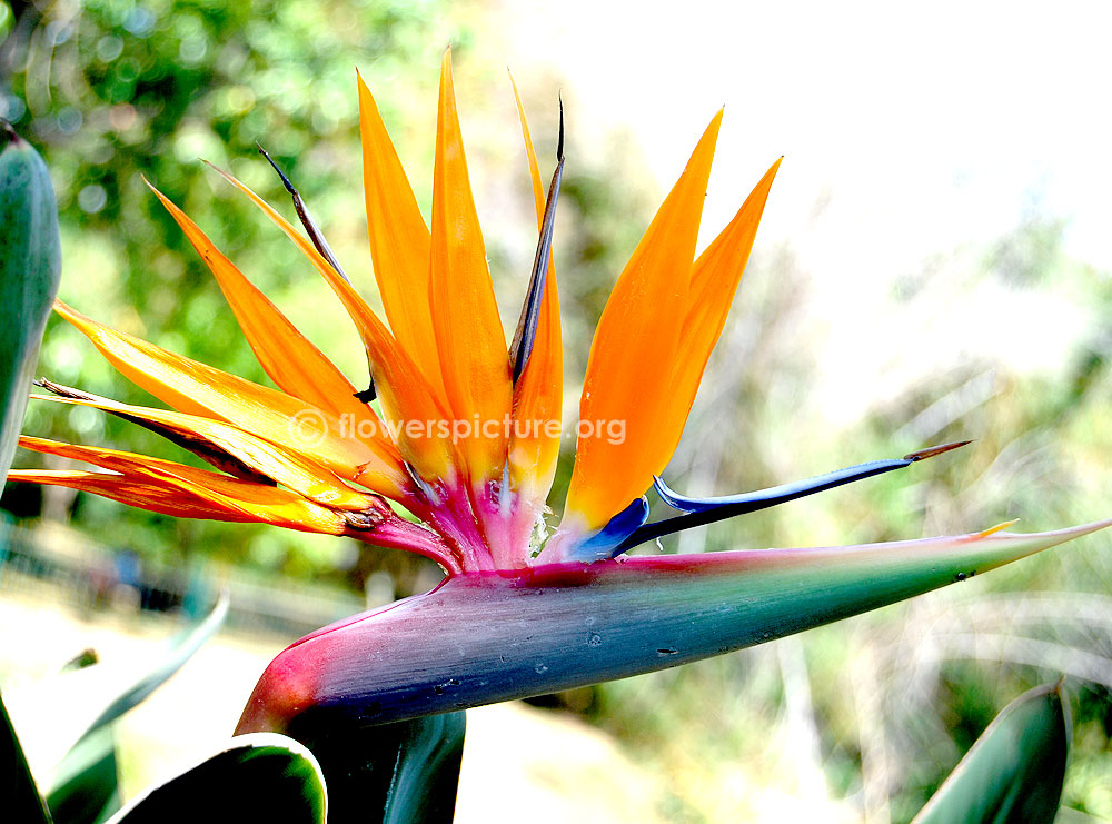 Bird of paradise flower