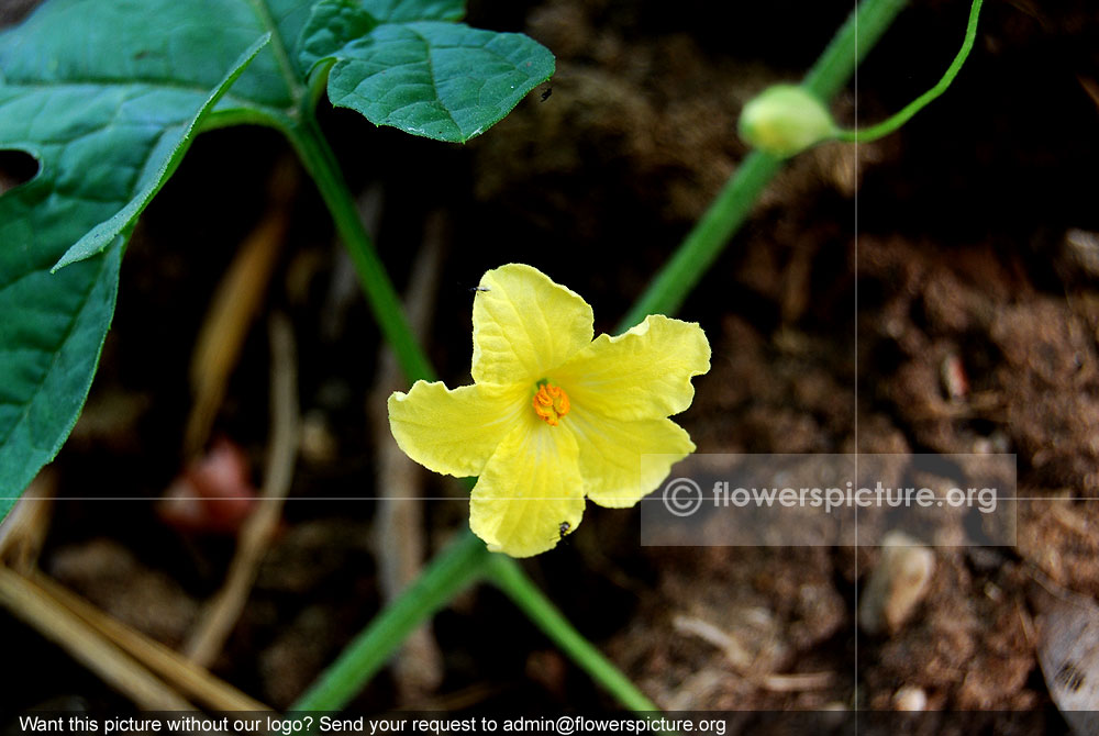 Bitter gourd