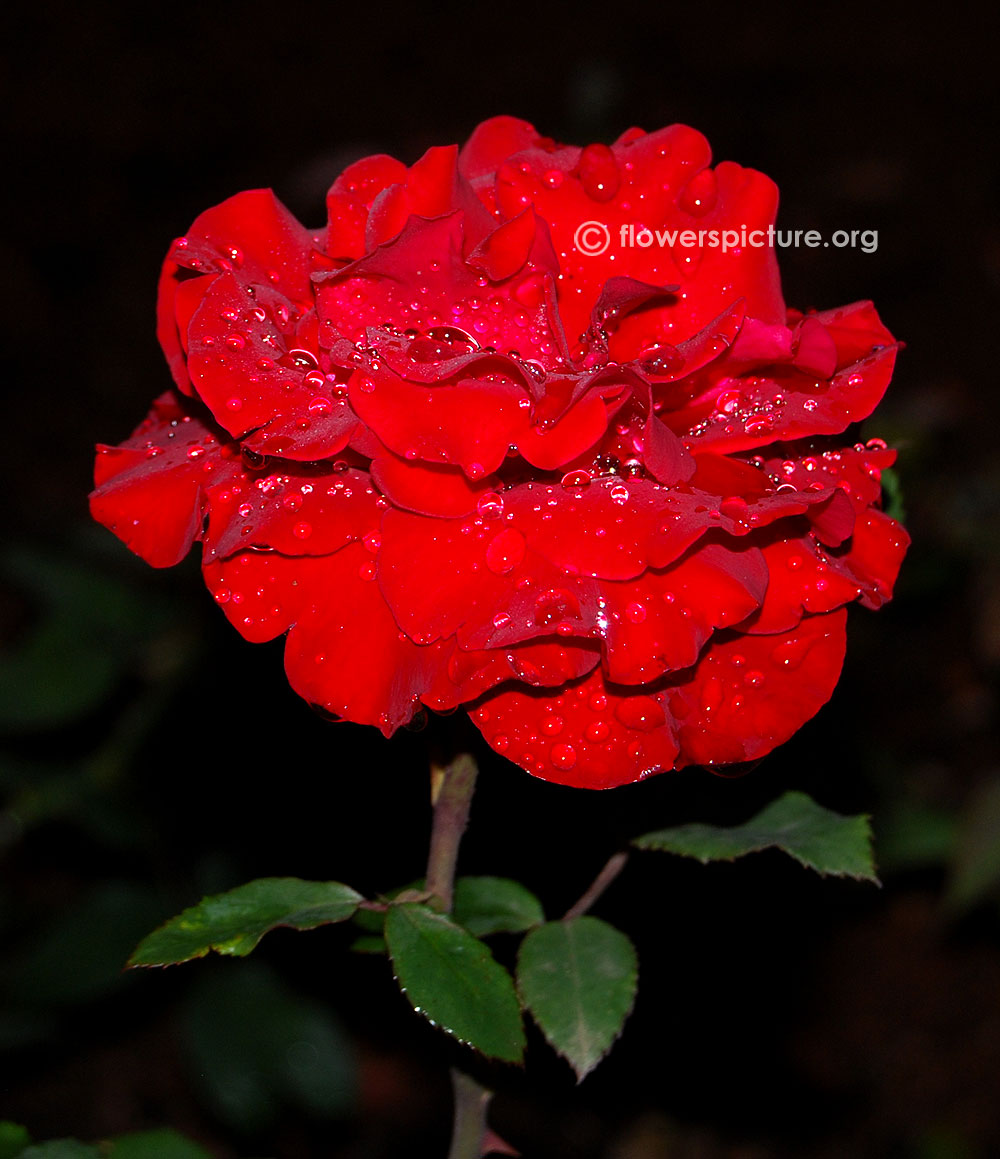 Rosa Black Forest