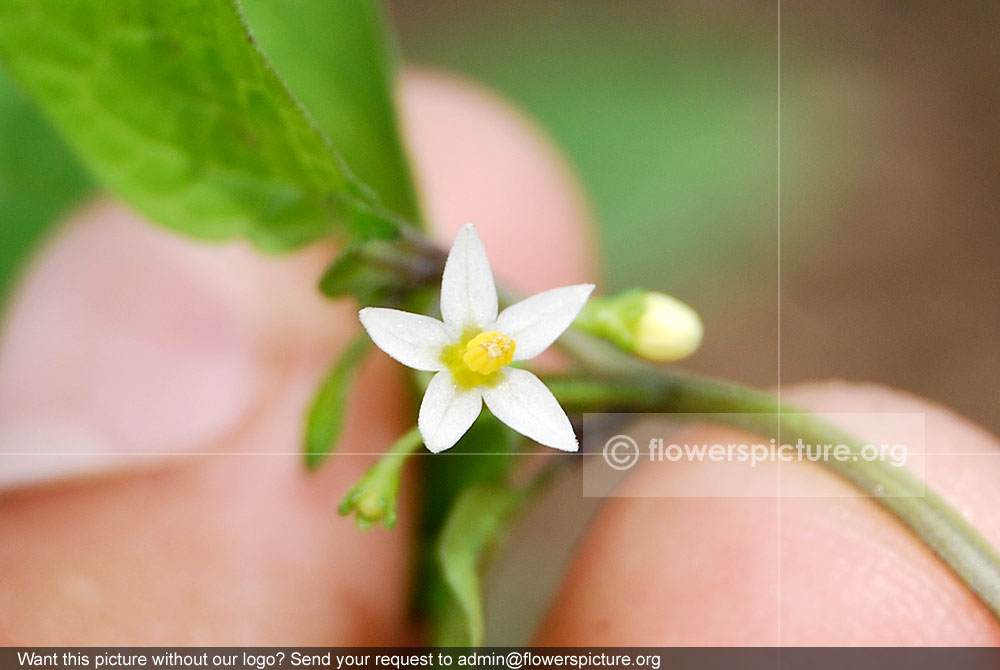 Black nightshade flower