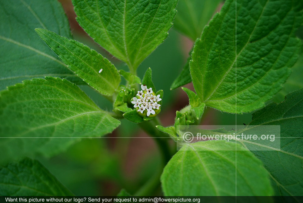 Blainvillea acmella