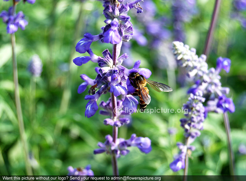 Blue Mealy Cup Sage