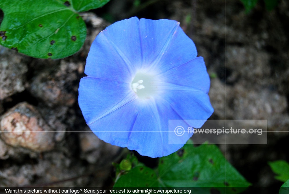 Blue morning glory