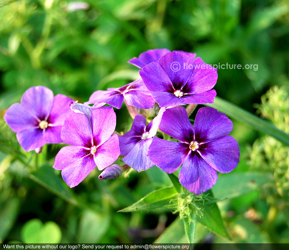 Blue perennial phlox