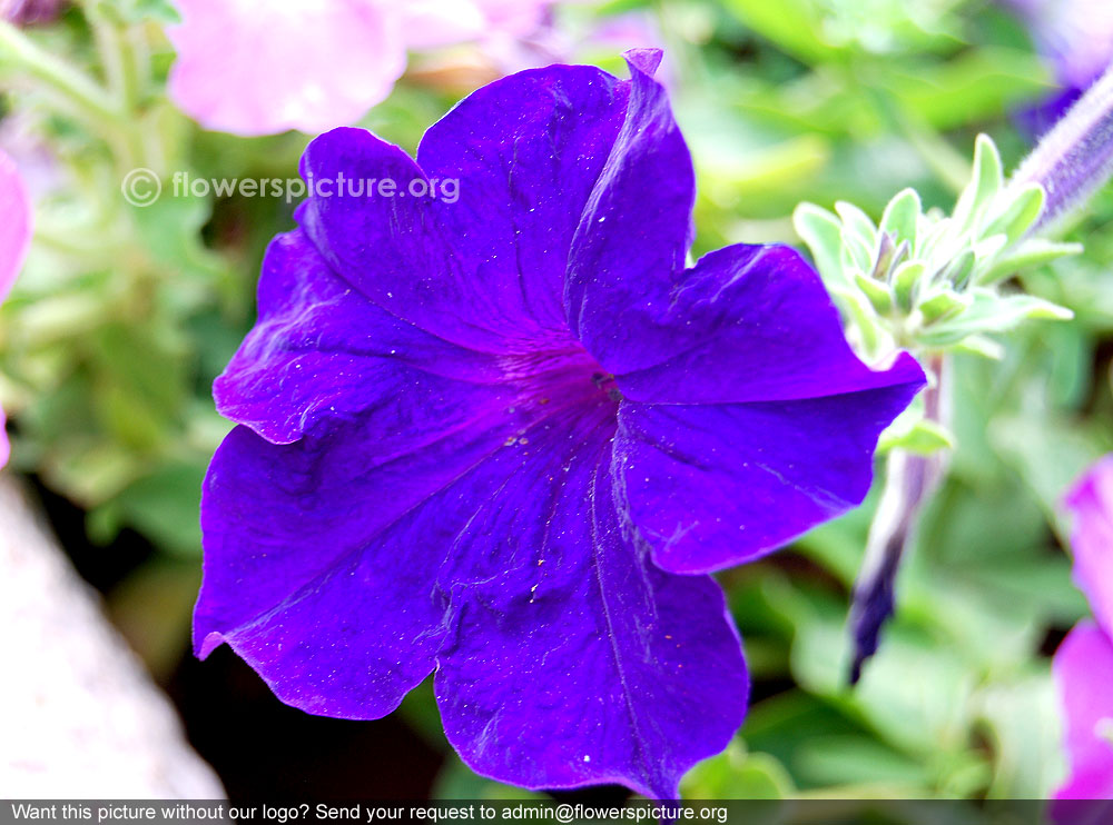 Blue petunia