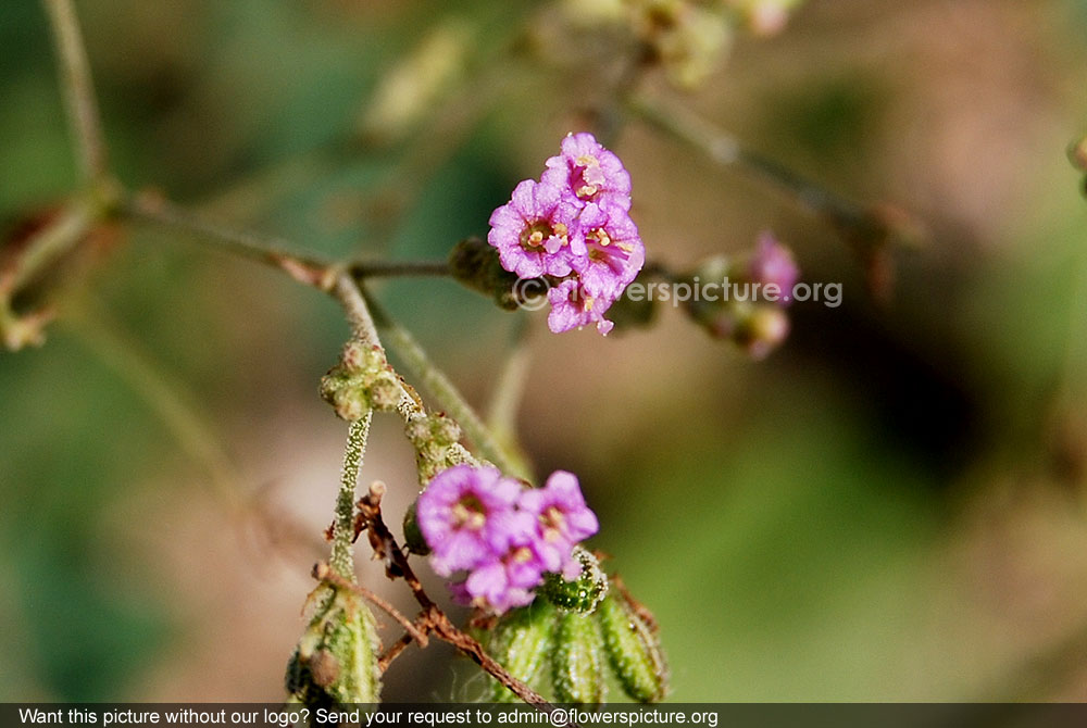 Boerhavia