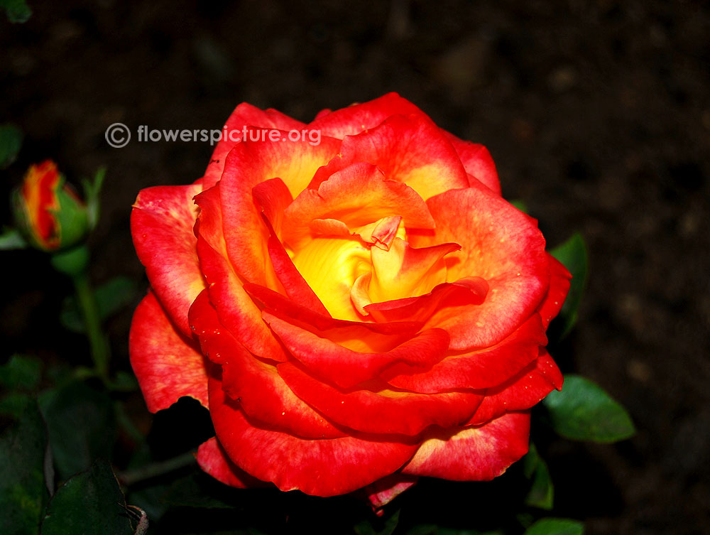 Bonanza rose