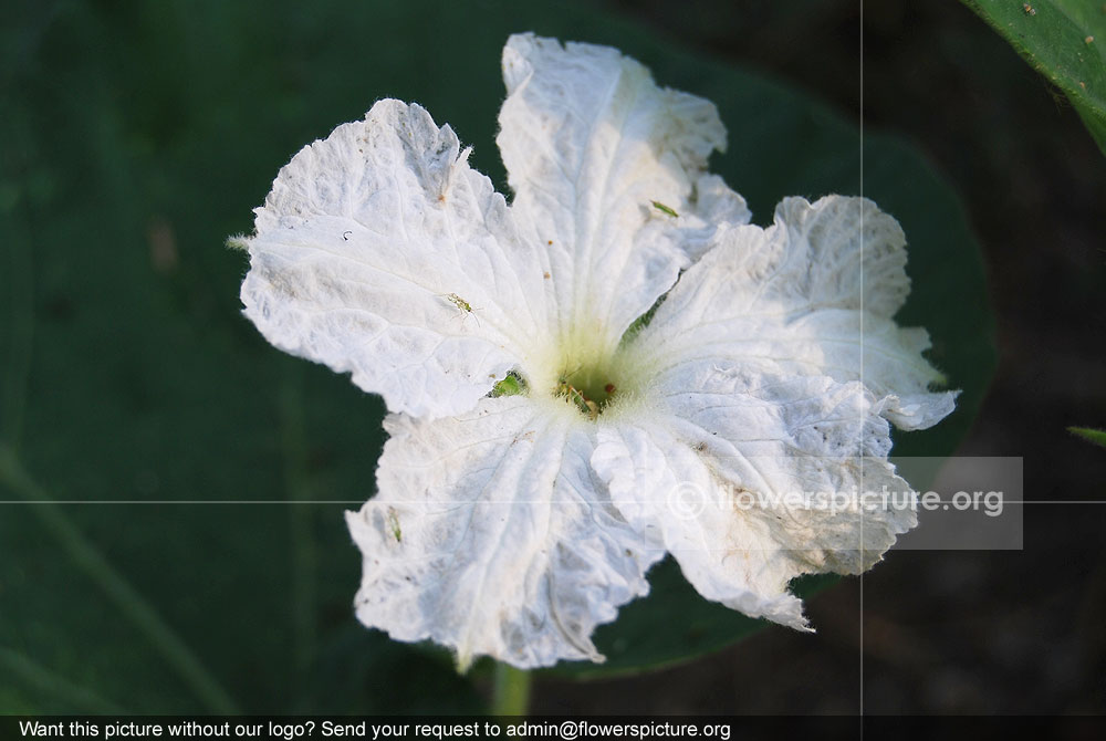 Bottle gourd flower