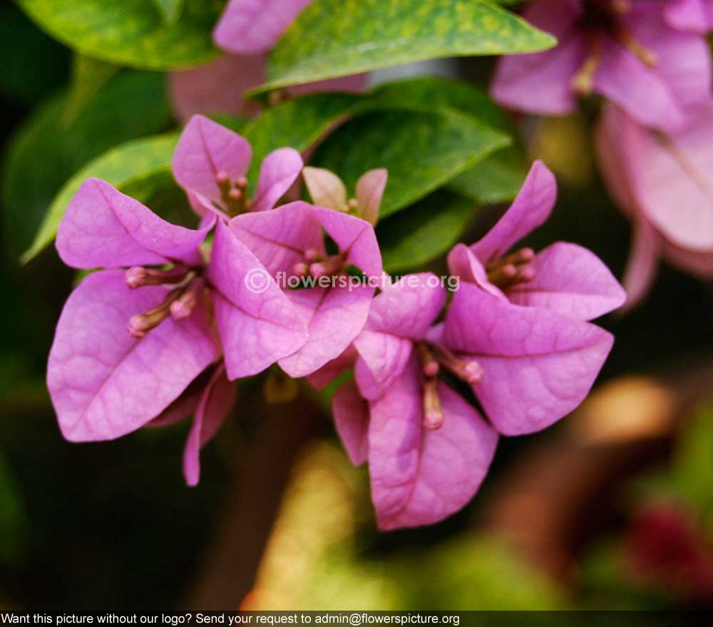 Bougainvillae Variegated Pink Single