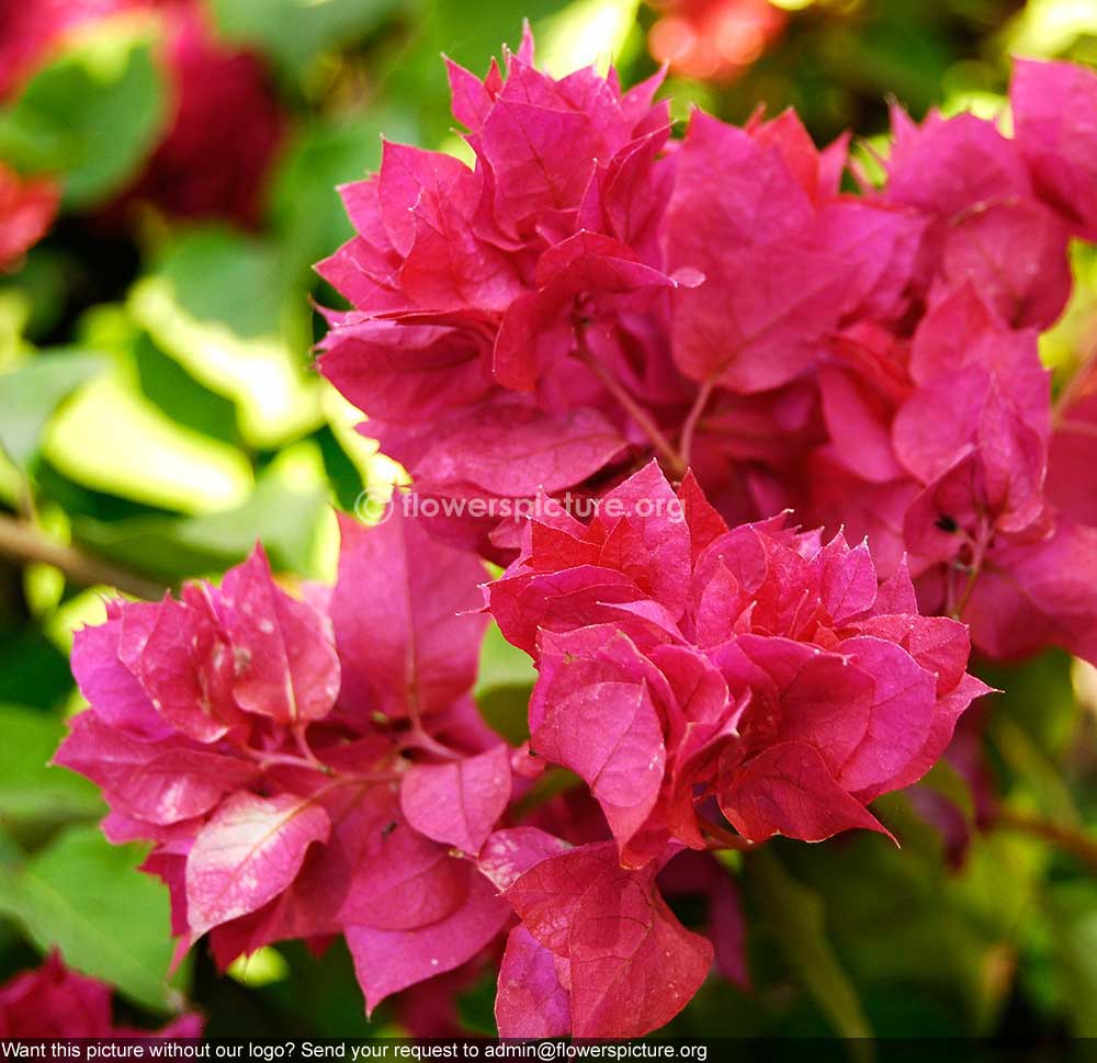 Bougainvillae Variegated Purple