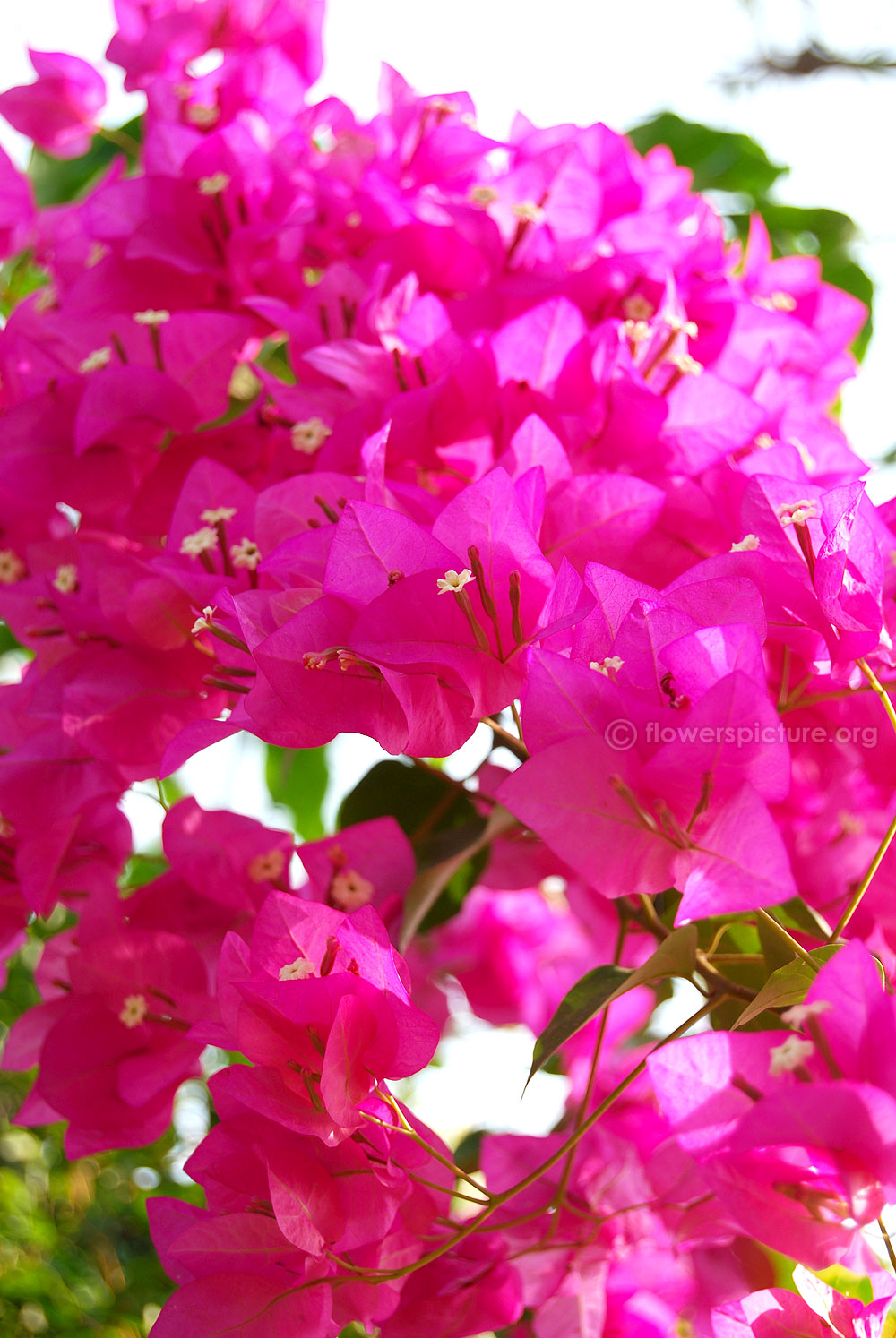 Bougainvillea spectabilis climbing vine