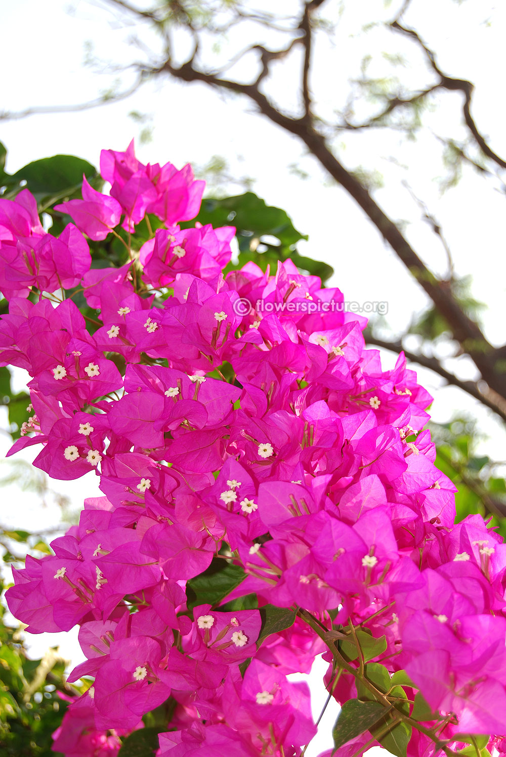 Bougainvillea spectabilis