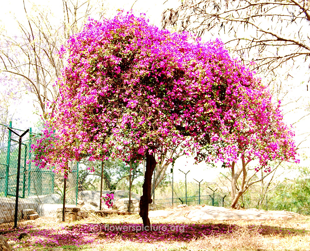 Bougainvillea tree