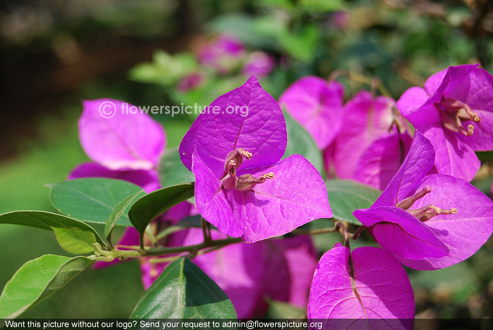 Bougainvillea