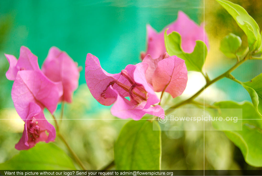 Bougainvillea Glabra