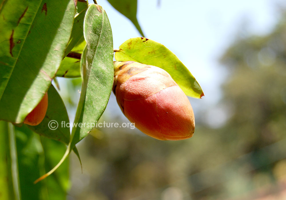 Brownea coccinea