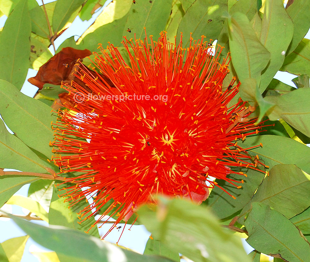 Brownea coccinea