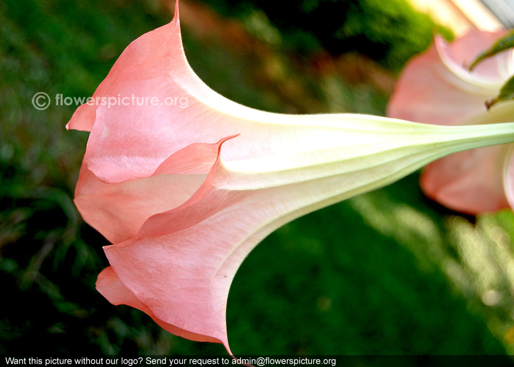 Brugmansia versicolor