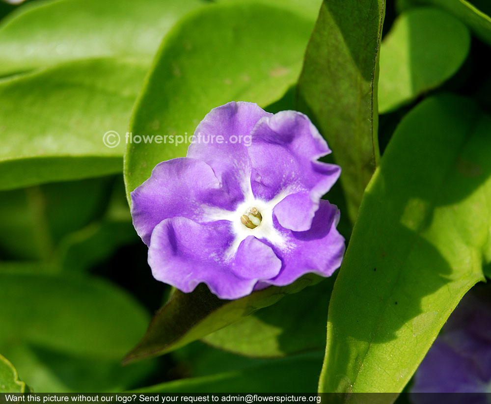 Brunfelsia pauciflora