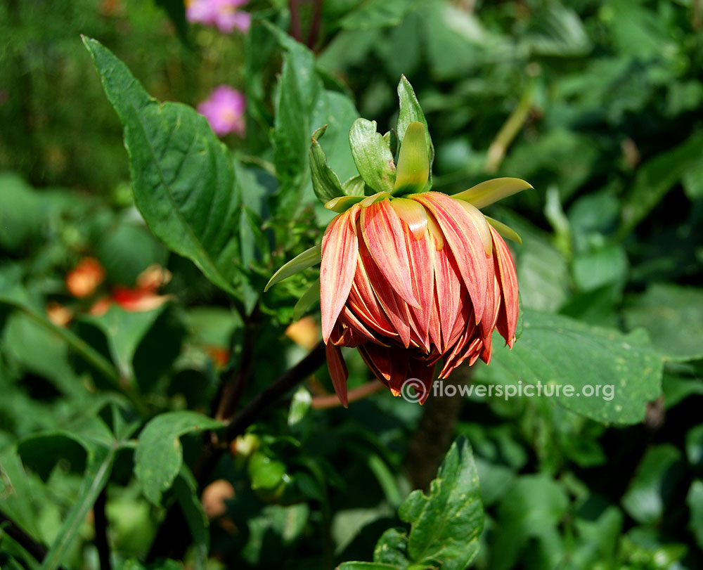 Bryn terfel dahlia Flower bud