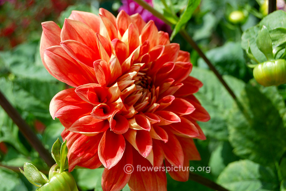 Bryn terfel dahlia Flower bud