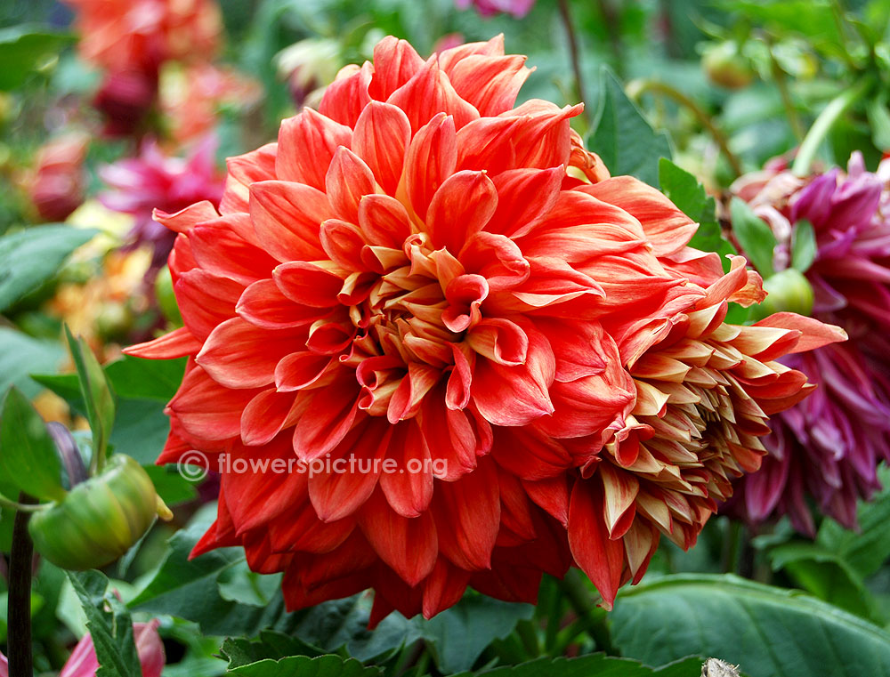 Bryn terfel dahlia