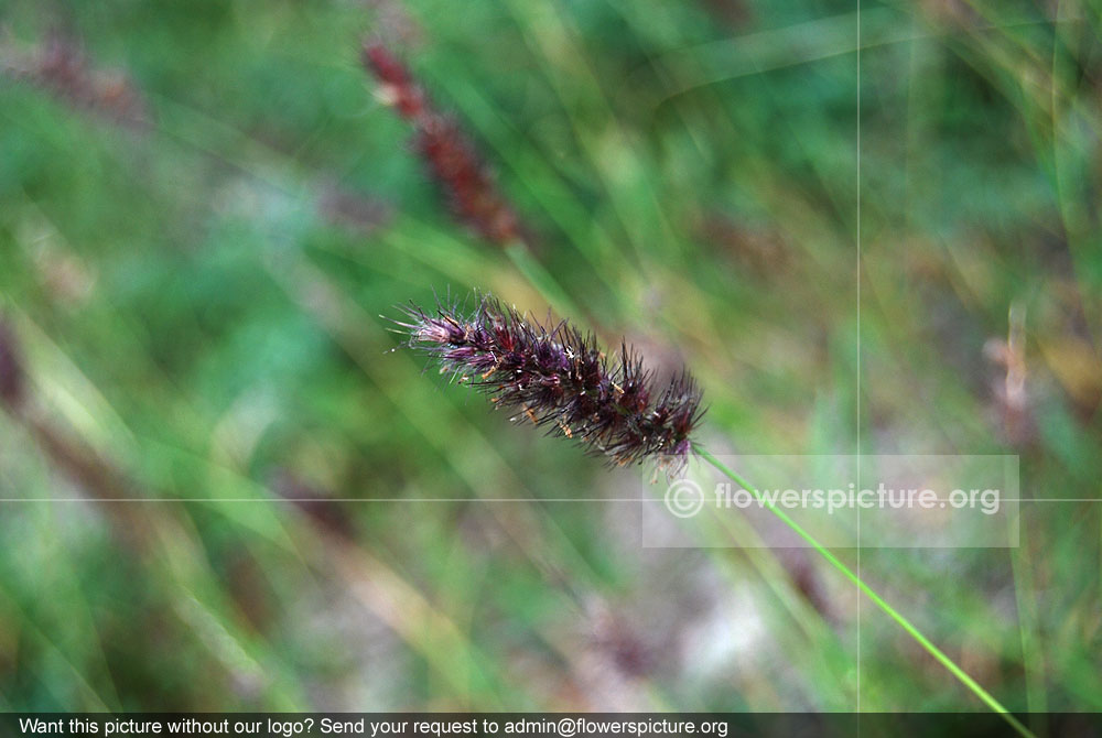 Buffel grass