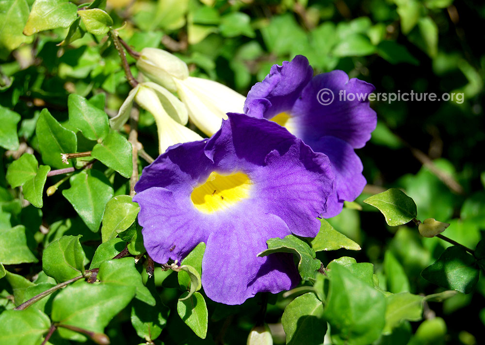 Bush Clock Vine